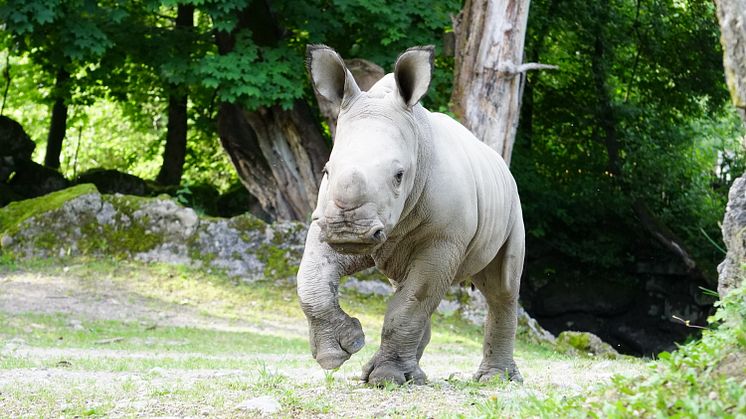 PLAYMOBIL und der Zoo Salzburg laden zur großen Zoo-Rallye ein