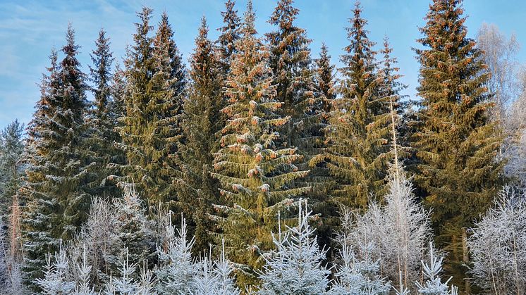 Foto: Anita Lundmark/Länsstyrelsen i Dalarnas län