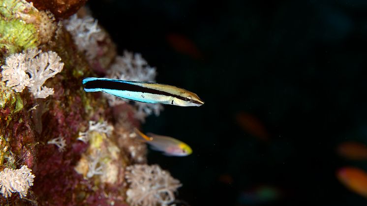 Den blå putsarfisken (Labroides dimidiatus) lever bland annat i Stora barriärrevet. Fiskarna kan gå från att vara hona till att vara hane, samtidigt förändras deras kognitiva förmågor. Foto: Stephan Kerkhofs, Mostphotos.