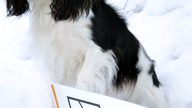 Skellefteås nya hundpromenad i elljus är klar