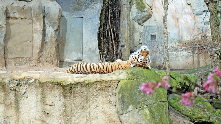 Amurtiger Tomak, Vater der jungen Zwillinge, macht ein Mittagsschläfchen im Zoo Leipzig