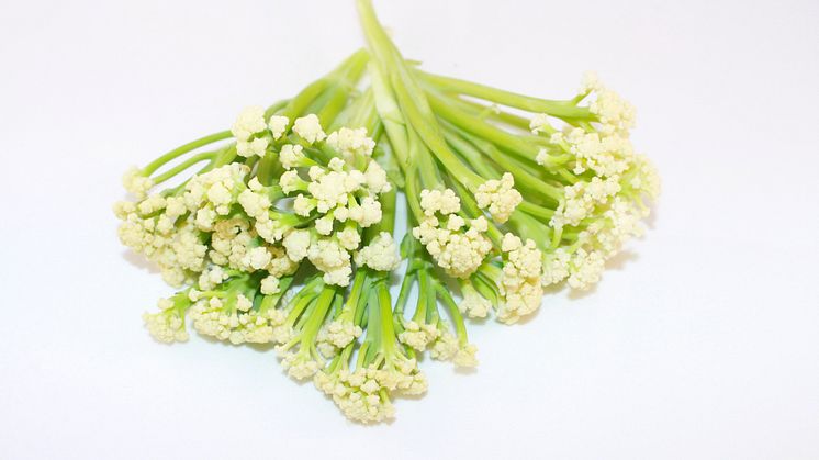 Fioretto