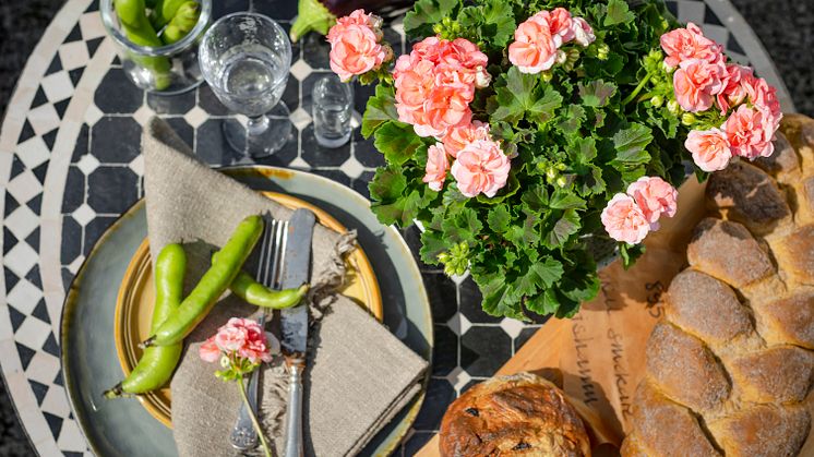 Årets pelargon 2021 heter 'Astrid' och sorten levererar blomsterprakt både ute och inne. Foto: Emilia Ahlgren