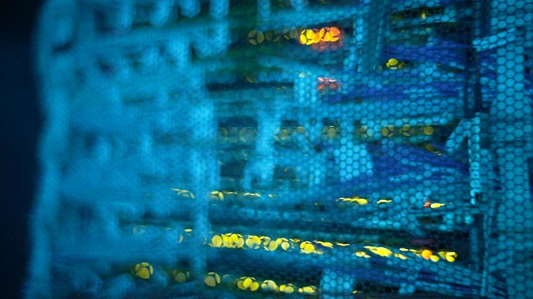 Tech know-how to go: Open source vs. proprietary models of generative AI