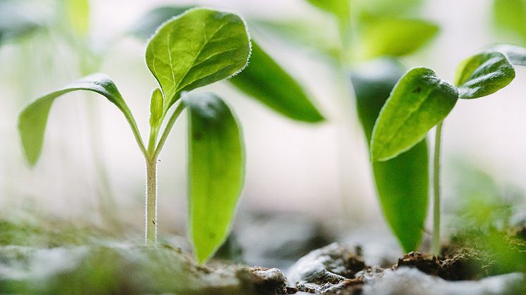 Facebook 1200x628 Plantbytardag v17 Väst
