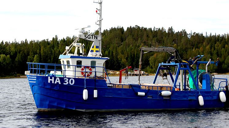 Guldhaven Pelagiska brinner för det lokala fisket i Norrbotten