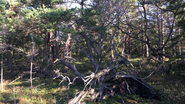 Brännefjäll. Foto: Länsstyrelsen i Västra Götaland