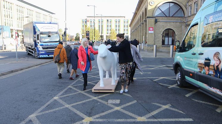 Cows about Cambridge