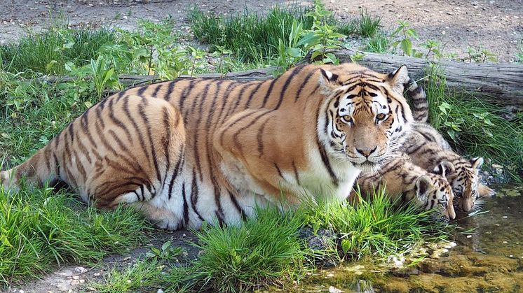 Tigermutter Bella mit ihren Jungtieren