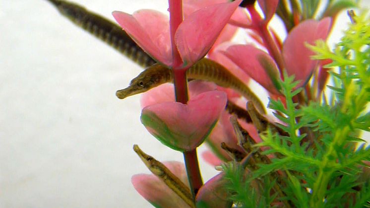Syngnathus abaster 