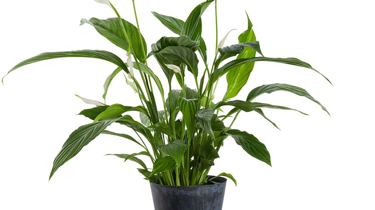 Spathiphyllum