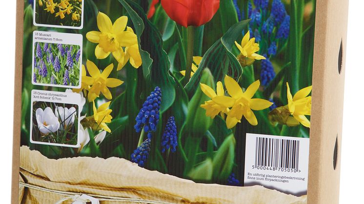Blomsterlök vårblommande