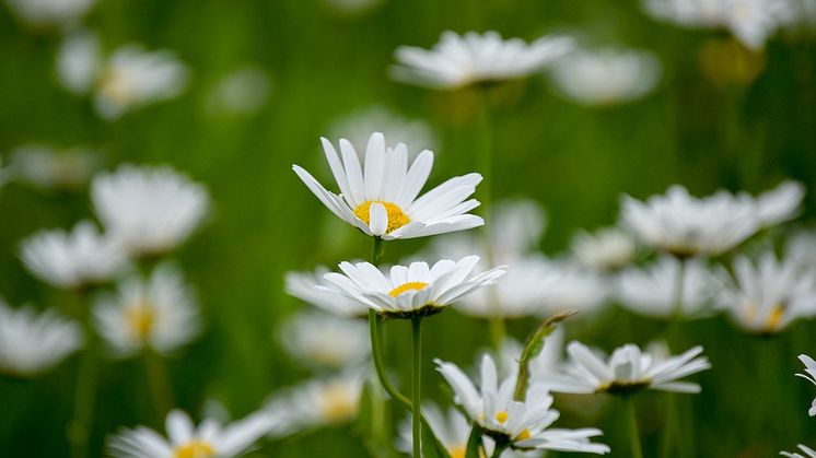 Prästkragar. Bild från Pixabay. Foto: Ugglemamman
