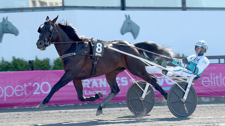 Don Fanucci Zet är inbjuden till Elitloppet 2021. Foto: TR Bild