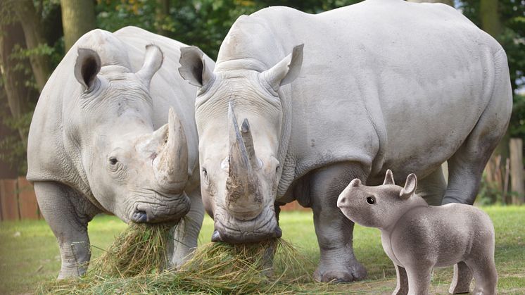 PLAYMOBIL und der Zoo Schwerin laden zum großen Zoo-Quiz ein