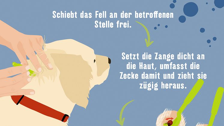 Fressnapf_Zeckenschutz_richtig entfernen.JPEG