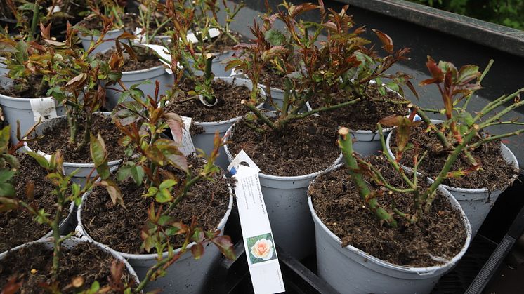 Nu ska över tvåtusen plantor, fördelade på 31 olika sorters rosor och 26 olika sorters perenner, grävas ned i Rosenträdgården vid Skansparken