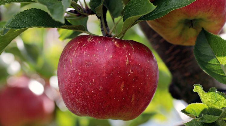 Apfel am Baum (Foto: CC0 Creative Commons via pixabay com)