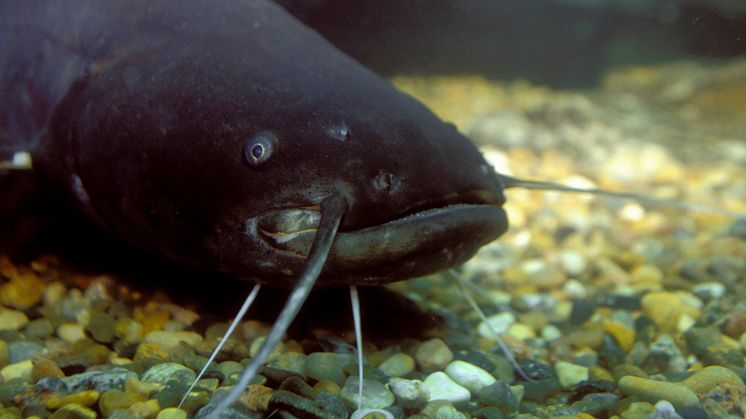 Mal, Silurus glanis, från Emån i Småland. Foto: André Maslennikov / IBL Bildbyrå