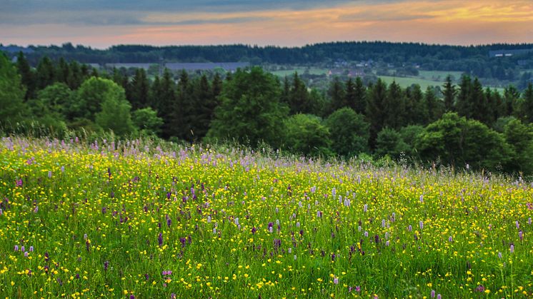 Bergwiesen im Osterzgebirge (Foto: L. Häuser)