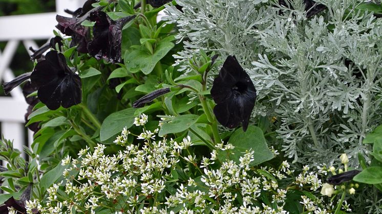 Black & White i din sommarkruka