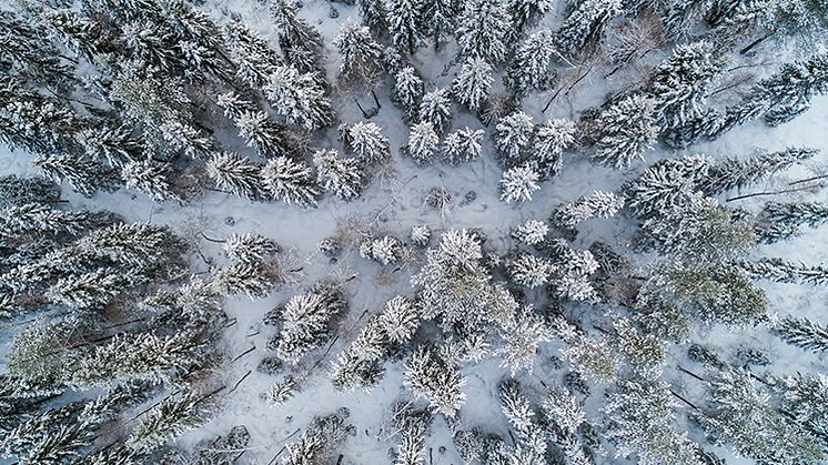 Pressinbjudan: Rådslag om skogen