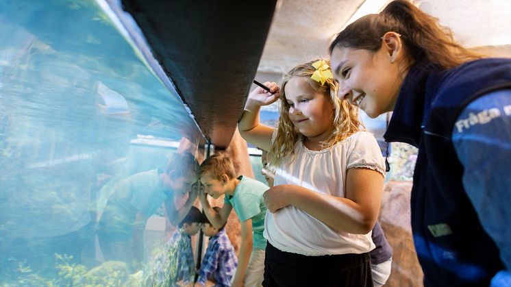 Barn ser när fiskarna äter i akvariet 2023