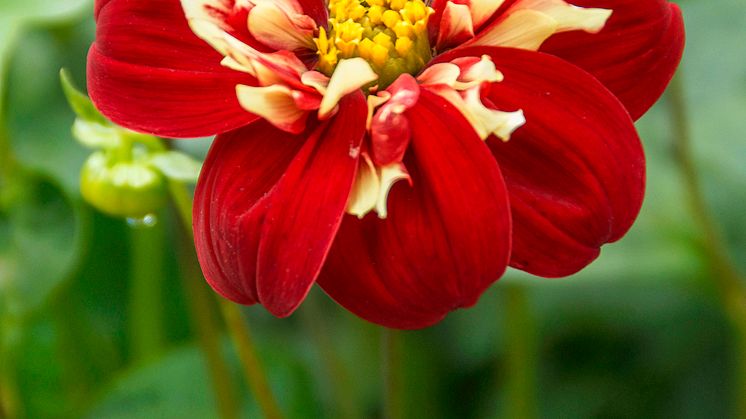 Dahlia 'Impression Festivo'.jpg