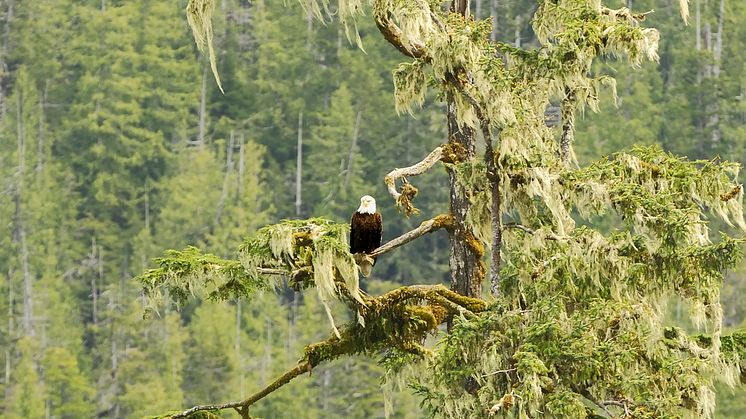 Bald_Eagle_in_Tongass_Credit_Nick_Jans.jpg