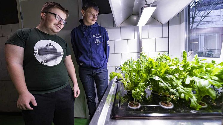 Manel Semiz och Benjamin Klasson är två av eleverna på gymnasiesärskolans hotell- och restaurangprogram som är med och odlar hydroponiskt. Även förskolor i området odlar.