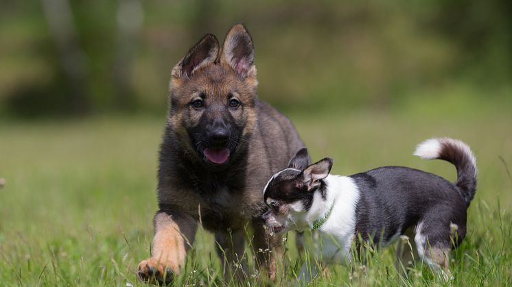 Schäfervalp med chihuahua