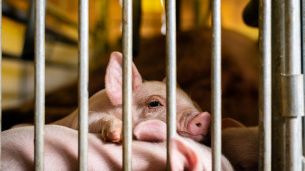 Köttjätten JBS tjänar stora pengar på miljöförstöring och djurlidande