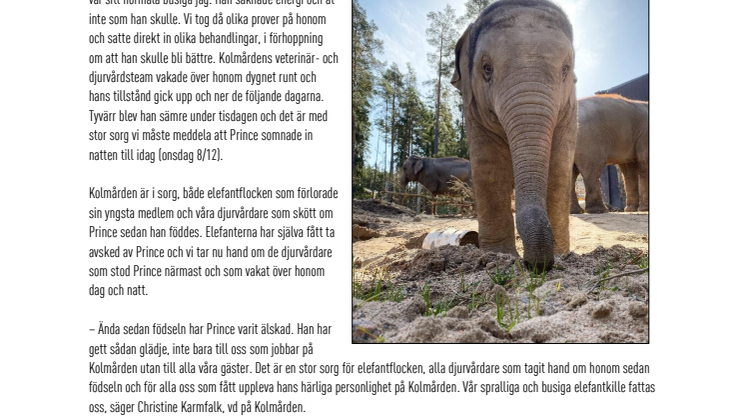 Elefantungen Prince somnade in i natt.pdf