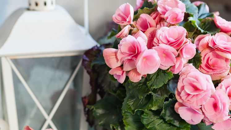 Begonia x hiemalis  Big Flower