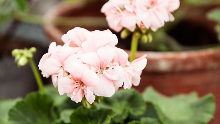 Blomsterlandet pelargon