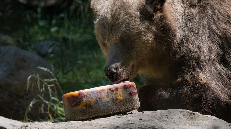 Björnhanen Glok svalkar sig med en speciell björnglass: frukt, bär och andra godsaker fryses ned och blir ett perfekt mellanmål i värmen.