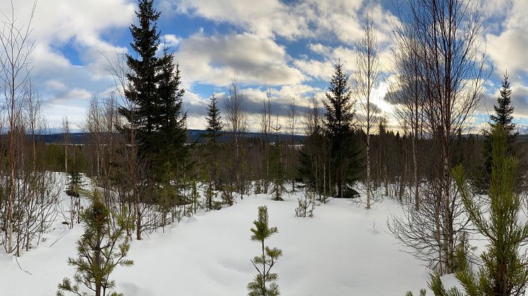 Östra Röjsmon, Järpen