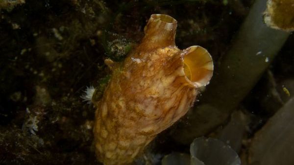 Styela clava 1 foto Martin Stjernstedt