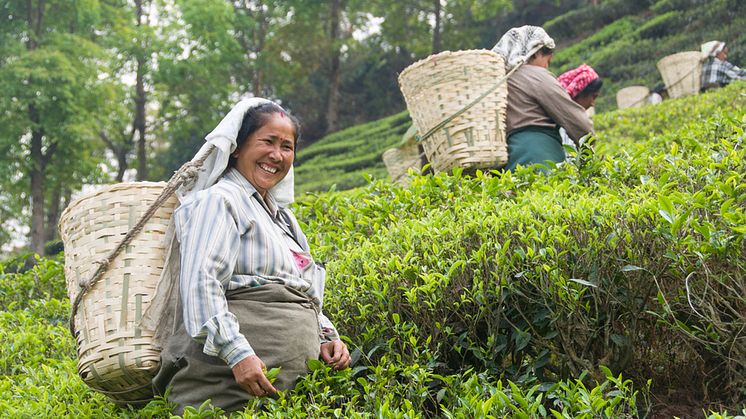 Teplockare på ett plantage i Darjeeling, under ett besök under våren 2016. Personerna på bilden har inte direkt med händelserna texten att göra.