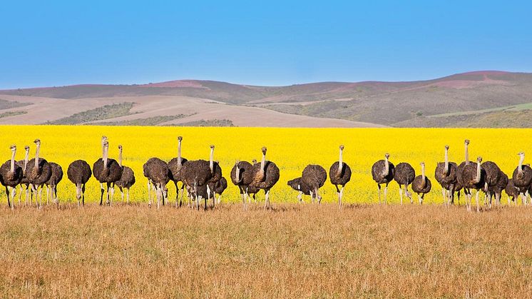 Sydafrika er nu åbnet op for safari rejser