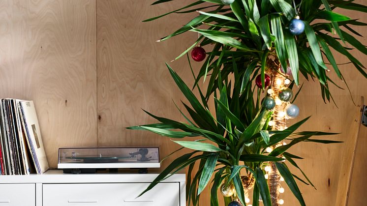 DRACAENA MASSANGEANA stueplante 159 DKK