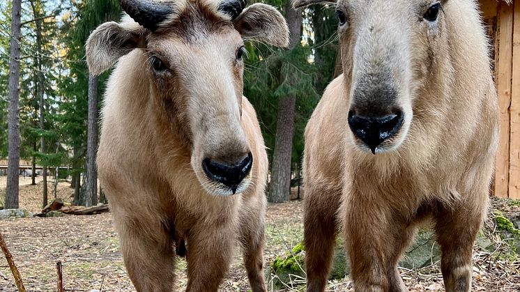 Gyllene takin