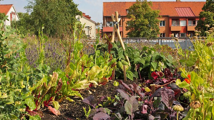 Malmö i bräschen för Gröna Tak