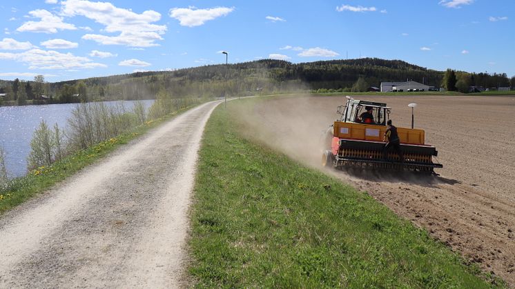 Hela Norrland blommar. Utsådd av blomsteräng.