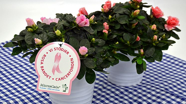 Dagens Rosa Produkt 18 oktober - en Rumsazalea från Mäster Grön