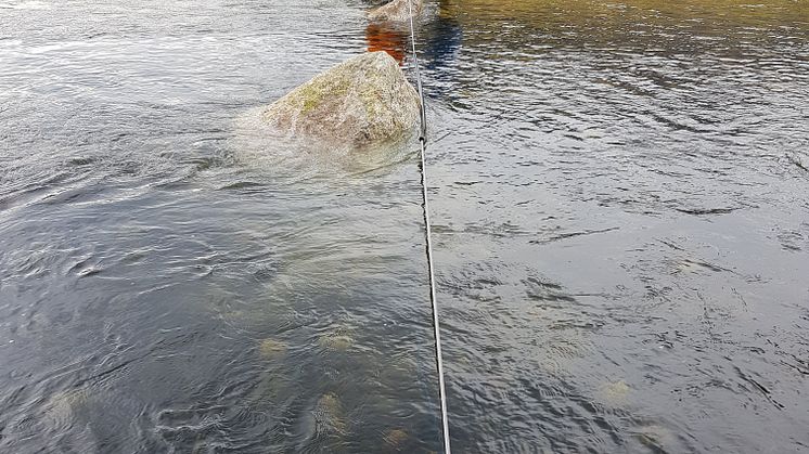 Cautus Geo har etablert måleutstyr i lakseelver i Hardanger for dokumentasjon av vandringer til ørret og laks. 