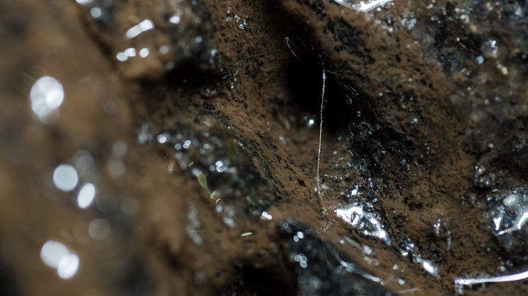 Biofilm på väggen