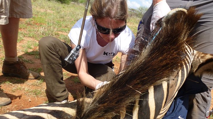 Kolmårdens veterinär registrerade zebror i Kenya