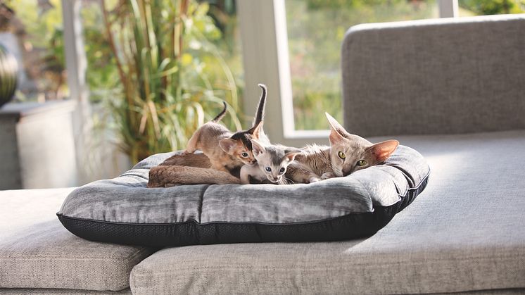 Katzen schlafen ungefähr 15 Stunden mit dösen und schlafen, dazu benötigt sie das richtige Kuschelplätzchen. Ungestörter Schlaf ist also wichtig, damit die Katze neue Energie für die kommende Abenteuer sammeln kann.
