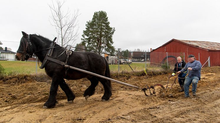 Styreleder Knut Storberget markerte byggestart med hest og plog – under kyndig veiledning av Ole Victor Larsen.